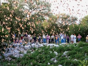 bat cave san antonio
